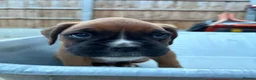 Boxer dogs for sale: Stunning KC Registered Boxer Puppies in Ipswich - Advert 19