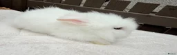 Lionhead rabbits for sale: Doublemane lionheads in Saltash - Advert 16
