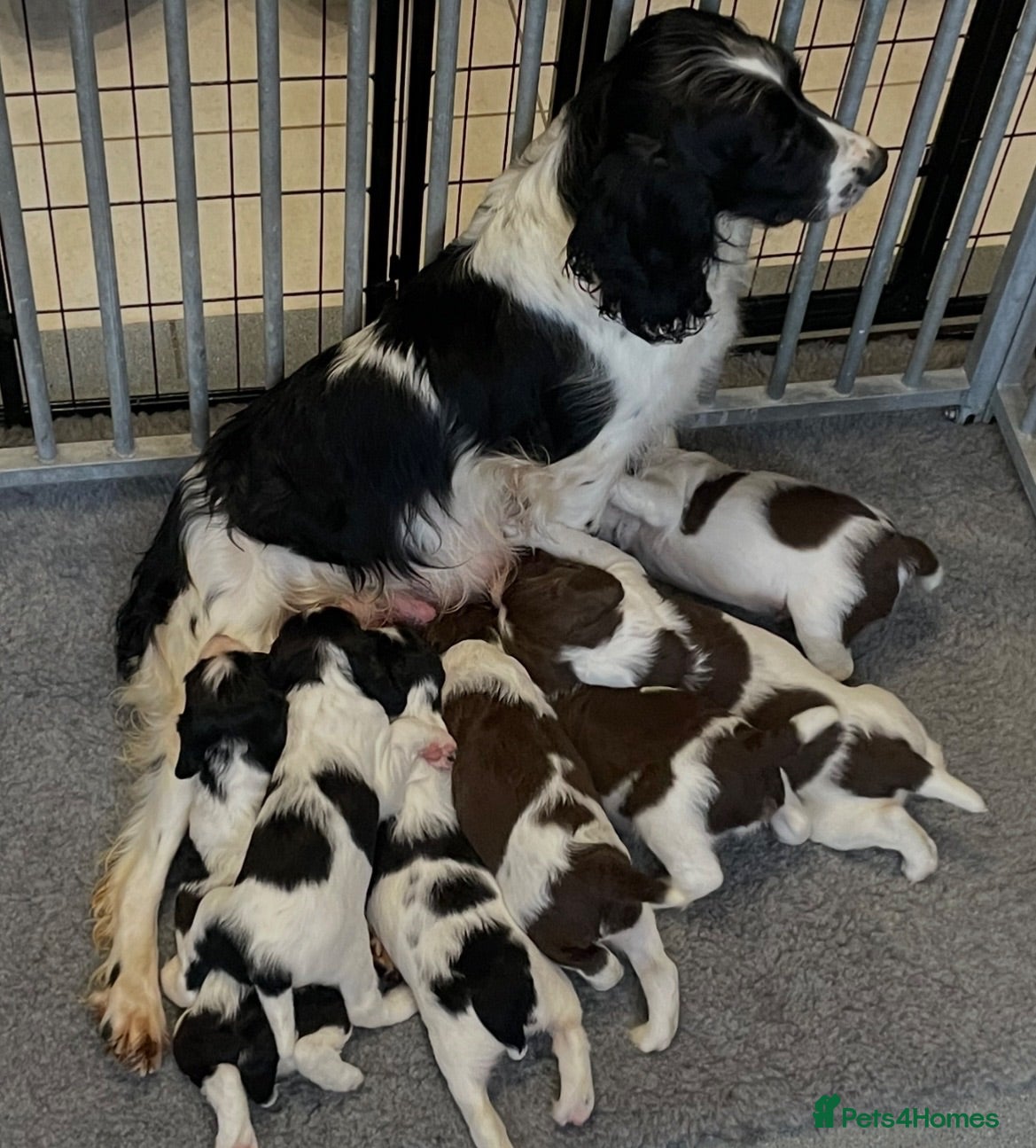English Springer Spaniel dogs Exceptional KC Reg, ESS Pups, B/W & L/W - Advert 1