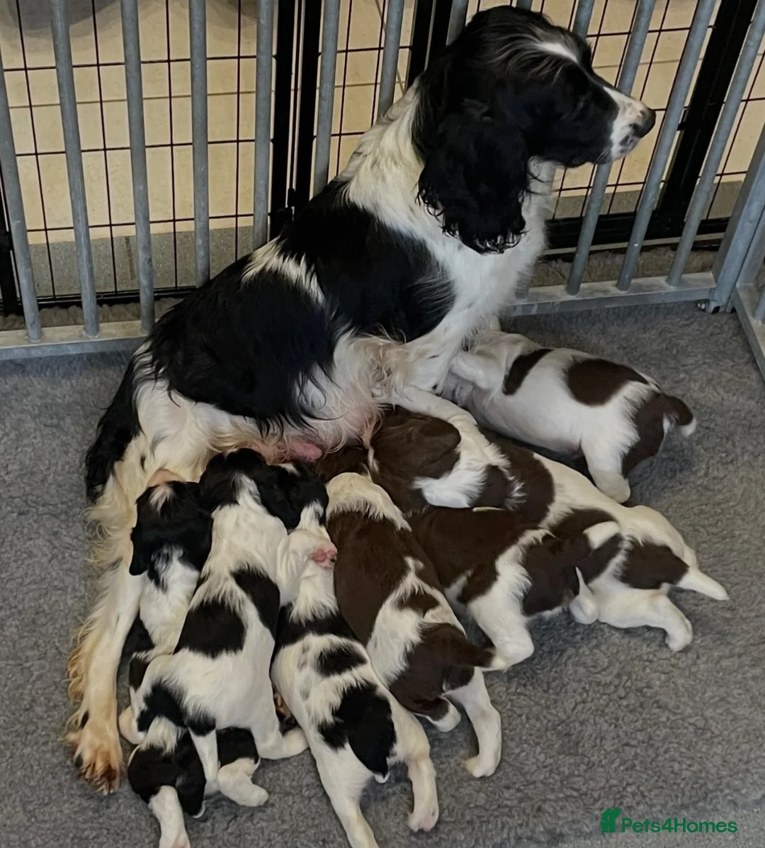 English Springer Spaniel dogs for sale: Exceptional KC Reg, ESS Pups, B/W & L/W in Oldham - Advert 1