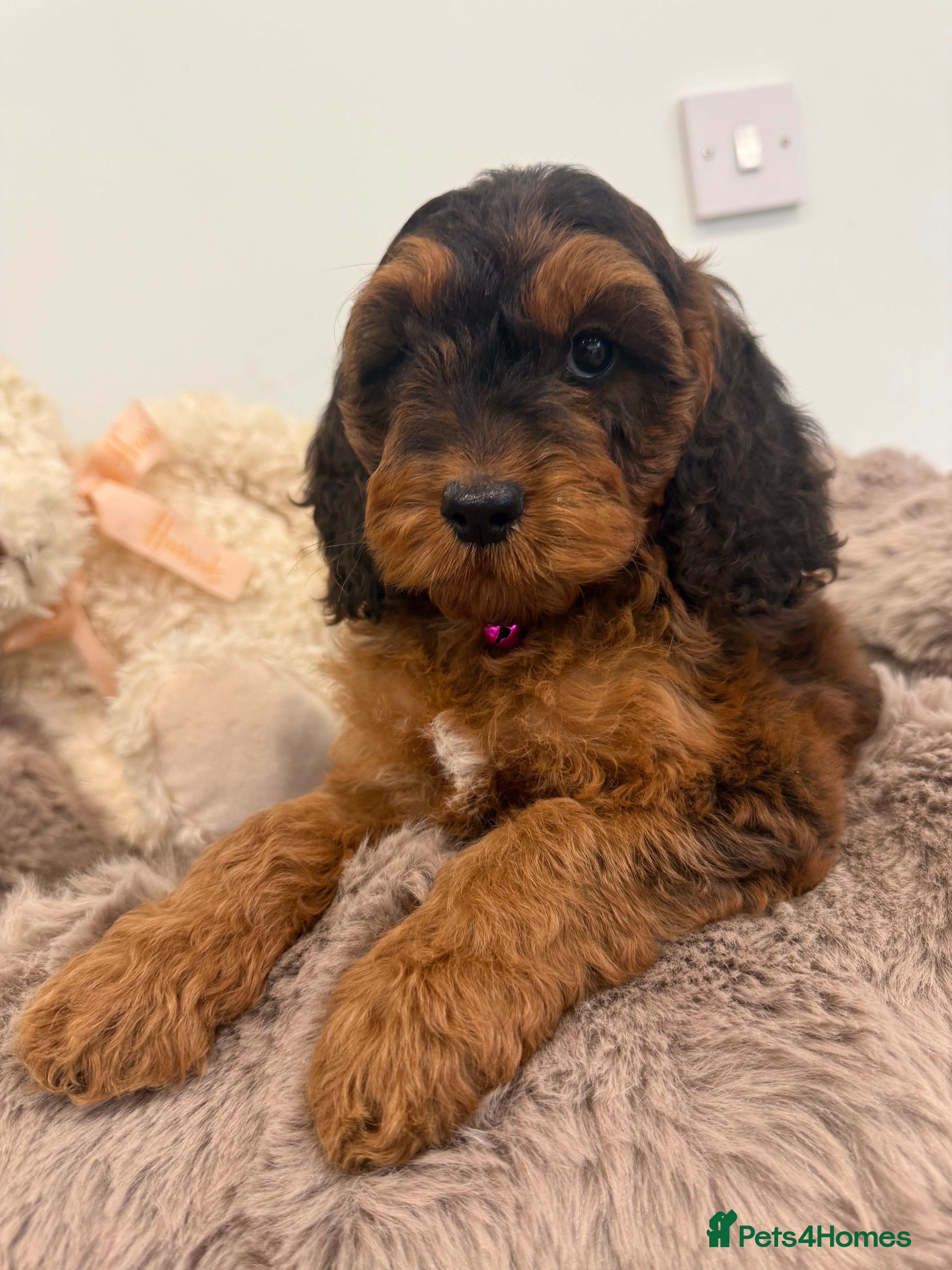 Cockapoo dogs Beautiful f1 sable pups. Full DNA & health clear. - Advert 6