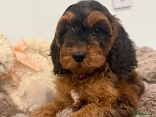 Cockapoo dogs Beautiful f1 sable pups. Full DNA & health clear. - Advert 6