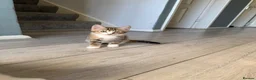 Mixed Breed cats for sale: 3 beautiful kittens for sale - Advert 3