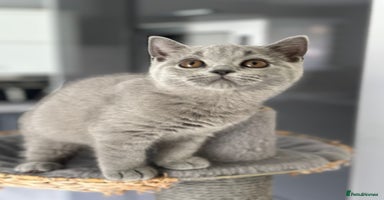 British Shorthair cats - Advert 8