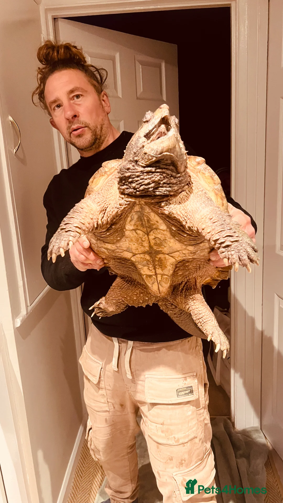 Turtle reptiles for sale: Alligator Snapping turtle for sale - Advert 4