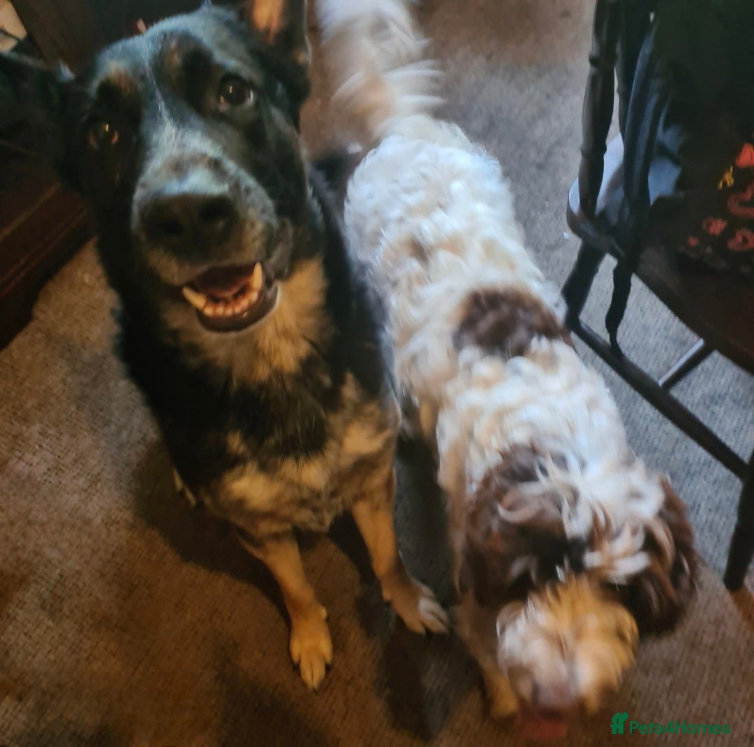 German Shepherd dogs for sale: Gsd x Rottweiler x Deerhound - Marley 💕 - Advert 13