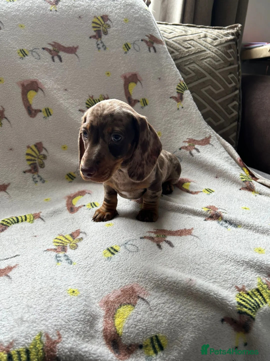 Miniature Dachshund dogs for sale: £700 KC registered and fully vaccinated  - Advert 12