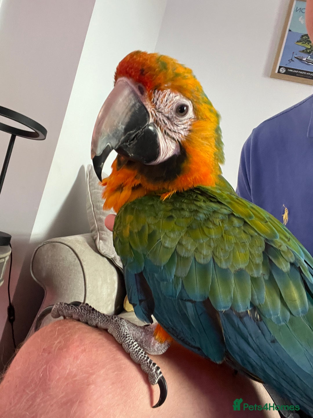 Macaws birds for sale: Macaw - Catalina 🦜  - Image 6