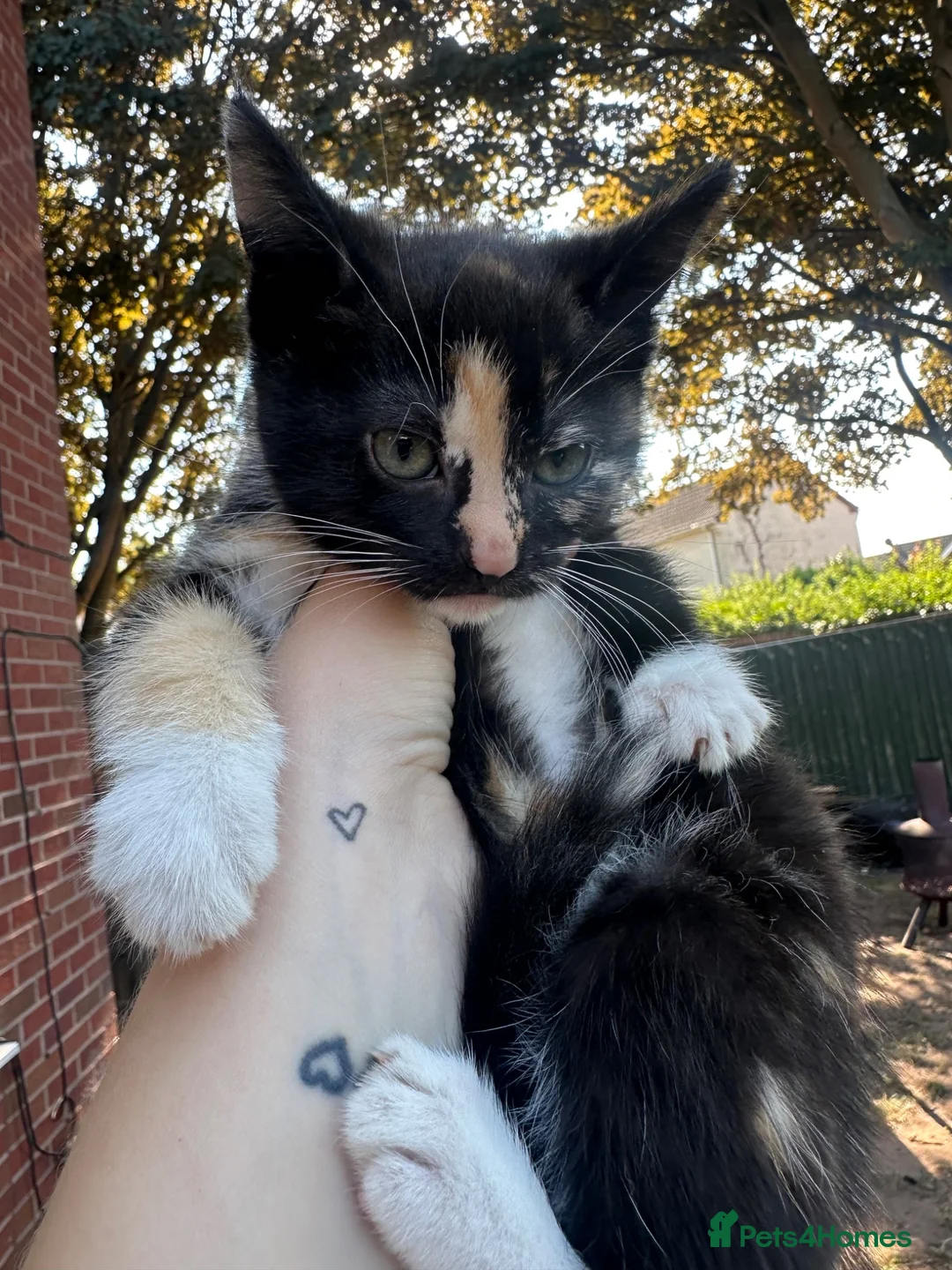 Mixed Breed cats for sale: Kittens    in Derby - Advert 7