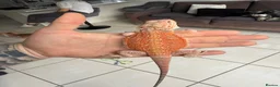 Bearded Dragon reptiles for sale: Beautiful Blue bar Bearded Dragon - Advert 2