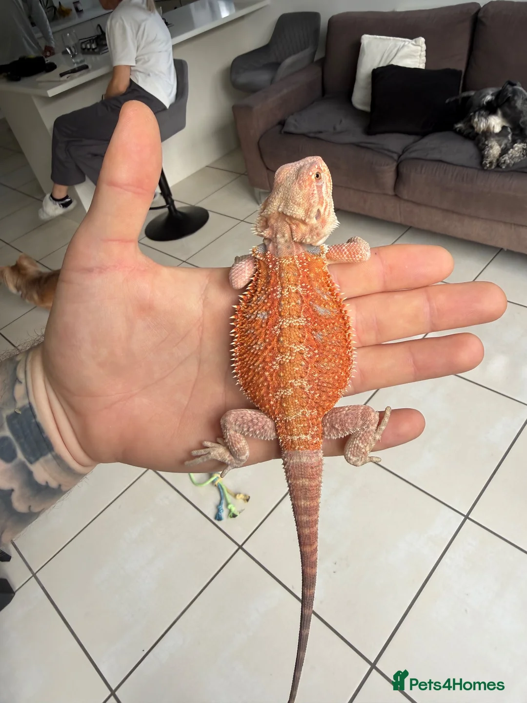 Bearded Dragon reptiles for sale: Beautiful Blue bar Bearded Dragon - Advert 2