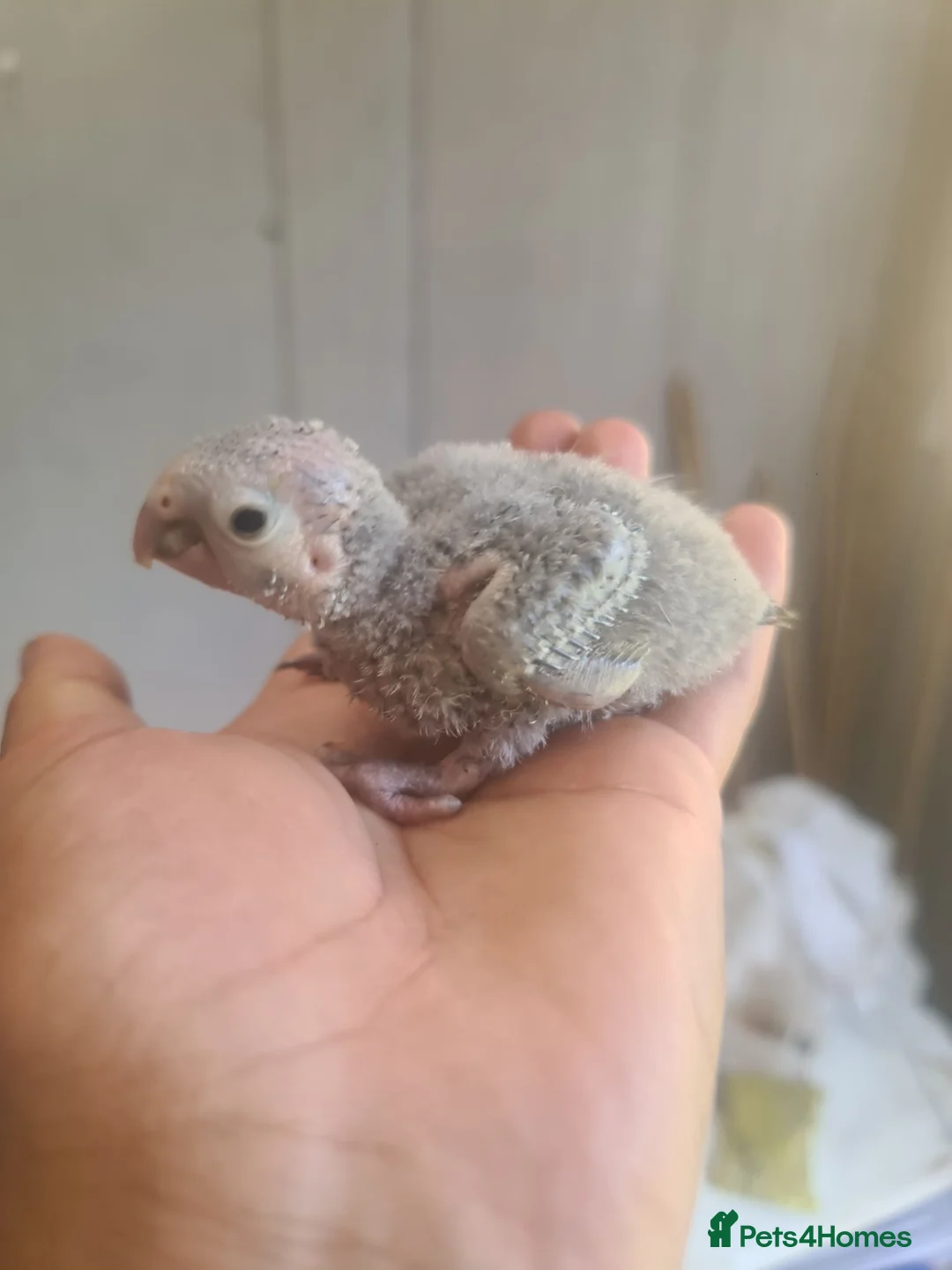 Conures birds for sale: GC Conure Babies - Advert 2