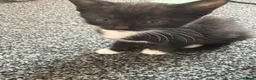 Mixed Breed cats for sale: 5 kittens for sale.  in Ashford - Advert 5