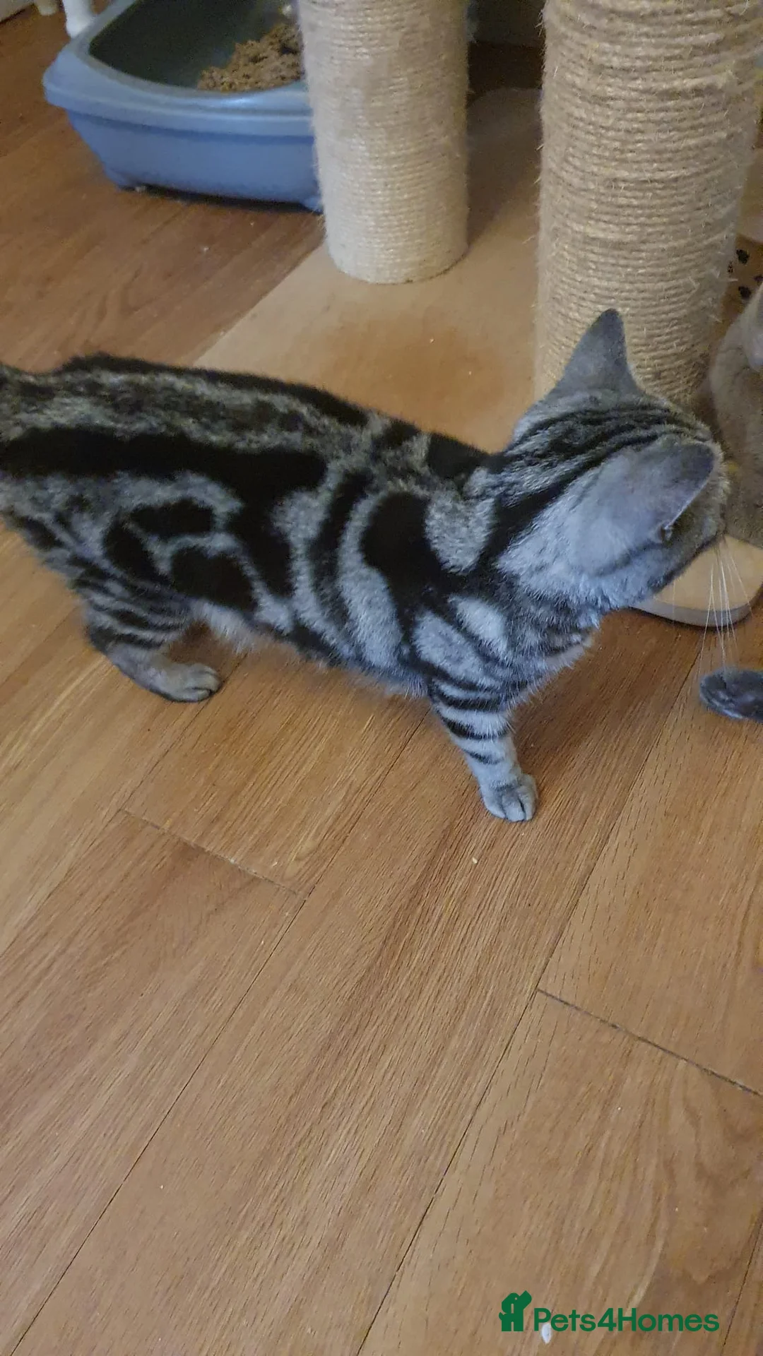 British Shorthair cats for stud: GCCF Registered Full pedigree Ready To Stud in London - Advert 19