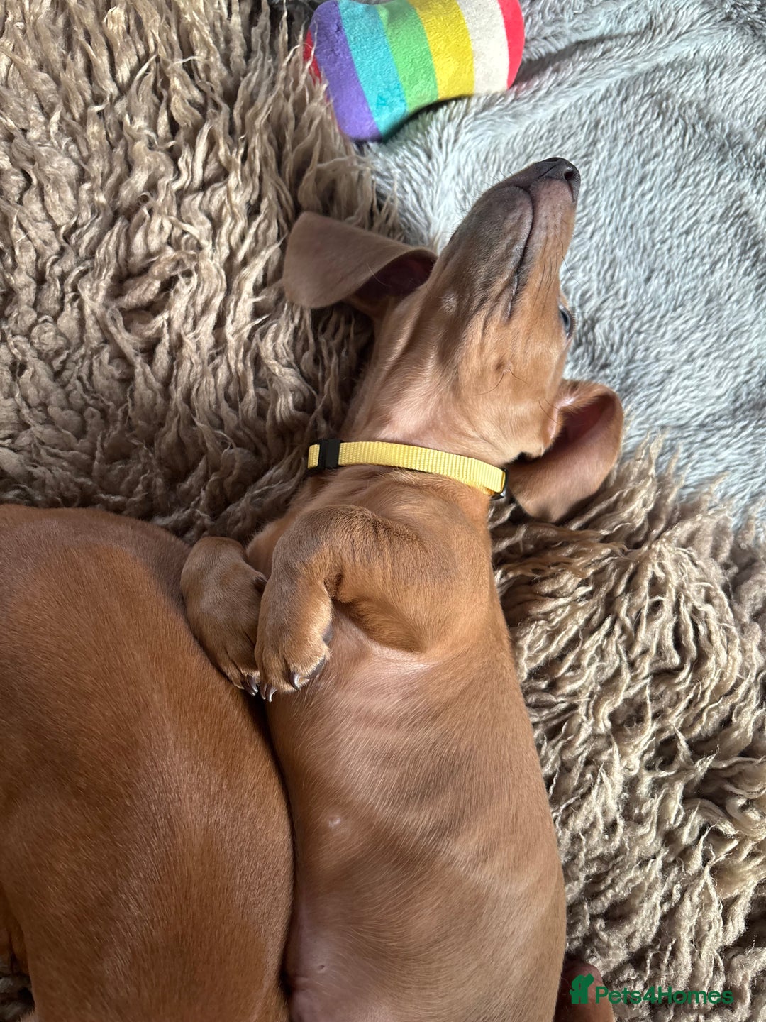 Miniature Dachshund dogs for sale: Now ready to leave 1 beautiful boy leftPRA clear - Advert 6