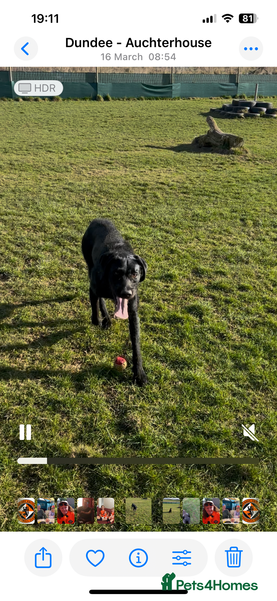 Mixed Breed dogs for sale: Beautiful lab/pointer boy for sale - Image 5