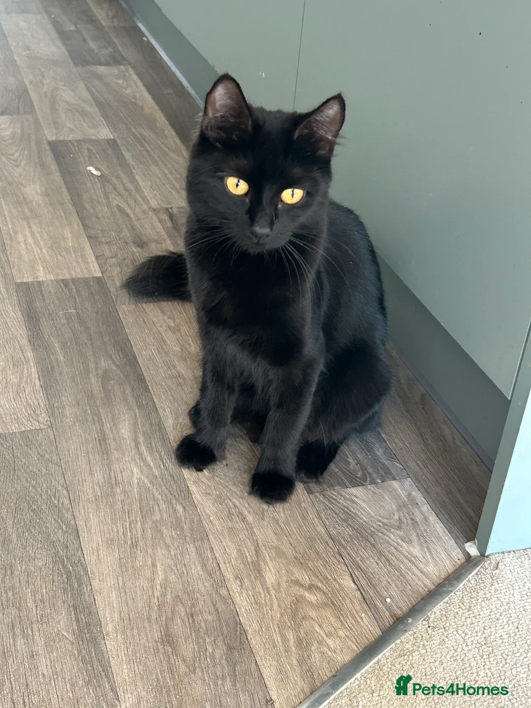 Mixed Breed cats for sale: Kittens  - Advert 1