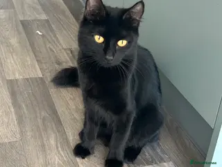 Mixed Breed cats Kittens - Advert 2