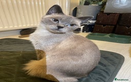 British Shorthair cats for sale: ONLY ONE FEMALE BRITISH SHORTHAIR LEFT - Image 10