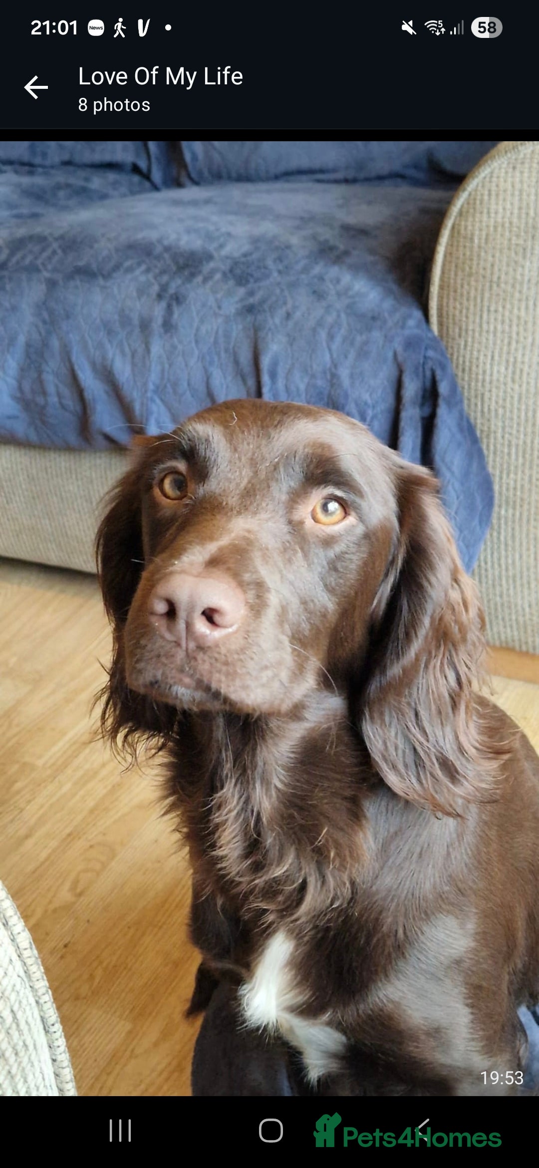 Cocker Spaniel dogs for sale: Two sprockers for sale - Advert 1