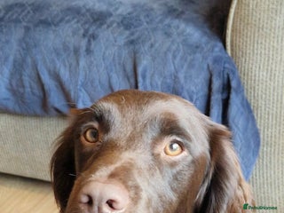 Cocker Spaniel dogs Two sprockers for sale - Advert 1