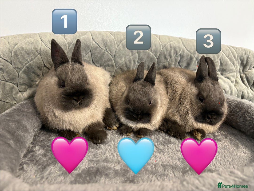 Netherland Dwarf rabbits for sale: * Ready Now * Netherland Dwarf Bunnies - Image 1