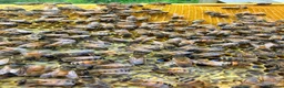 Mixed Breed invertebrates for sale: 6 Frame Overwintered National Nucleus of Bees 2027 - Advert 19
