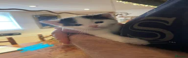 Kitten boy 2