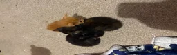 Domestic Shorthair cats for sale: 5 beautiful kittens for sale - Advert 26