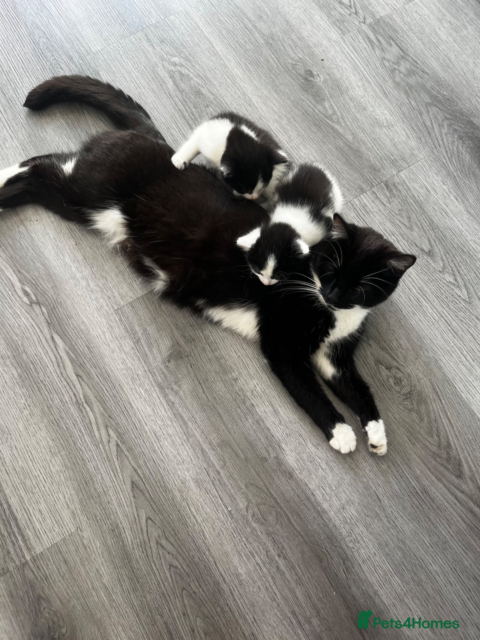 Mixed Breed cats 4 beautiful kittens ❤️ - Advert 1