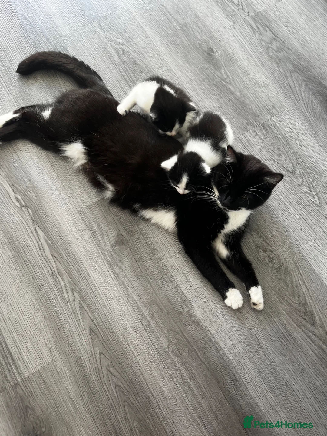 Mixed Breed cats for sale: 4 beautiful kittens ❤️ - Advert 1