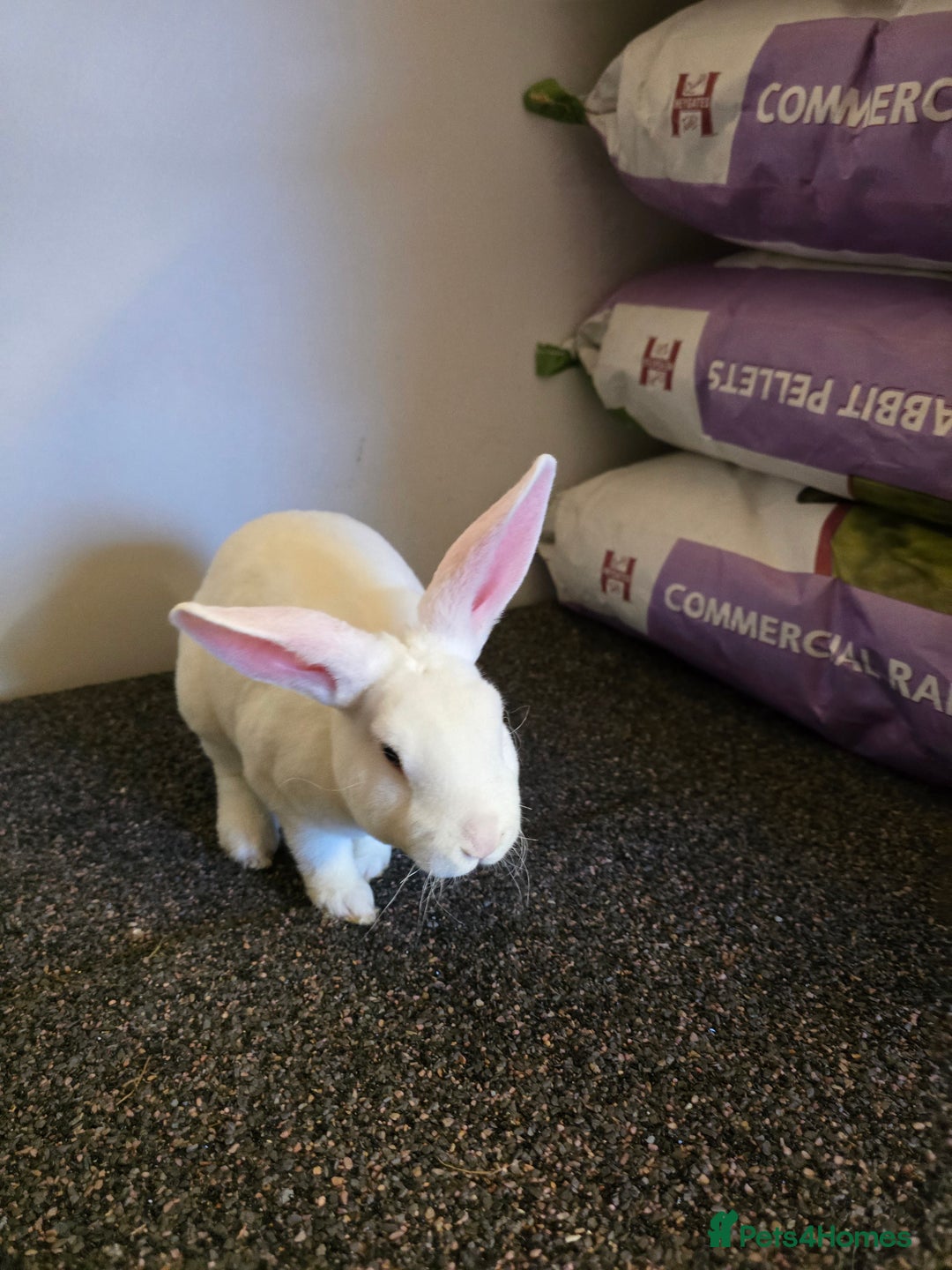 Rex rabbits for sale: ❤️Rex bunnies ready to leave❤️ - Advert 6