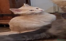 Maine Coon cats for sale: Maine coon - Advert 5