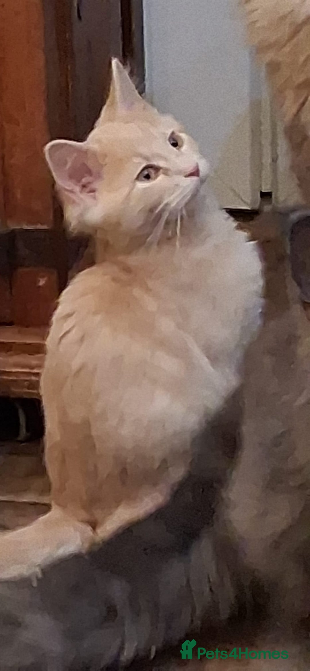 Maine Coon cats for sale: Maine coon - Advert 5