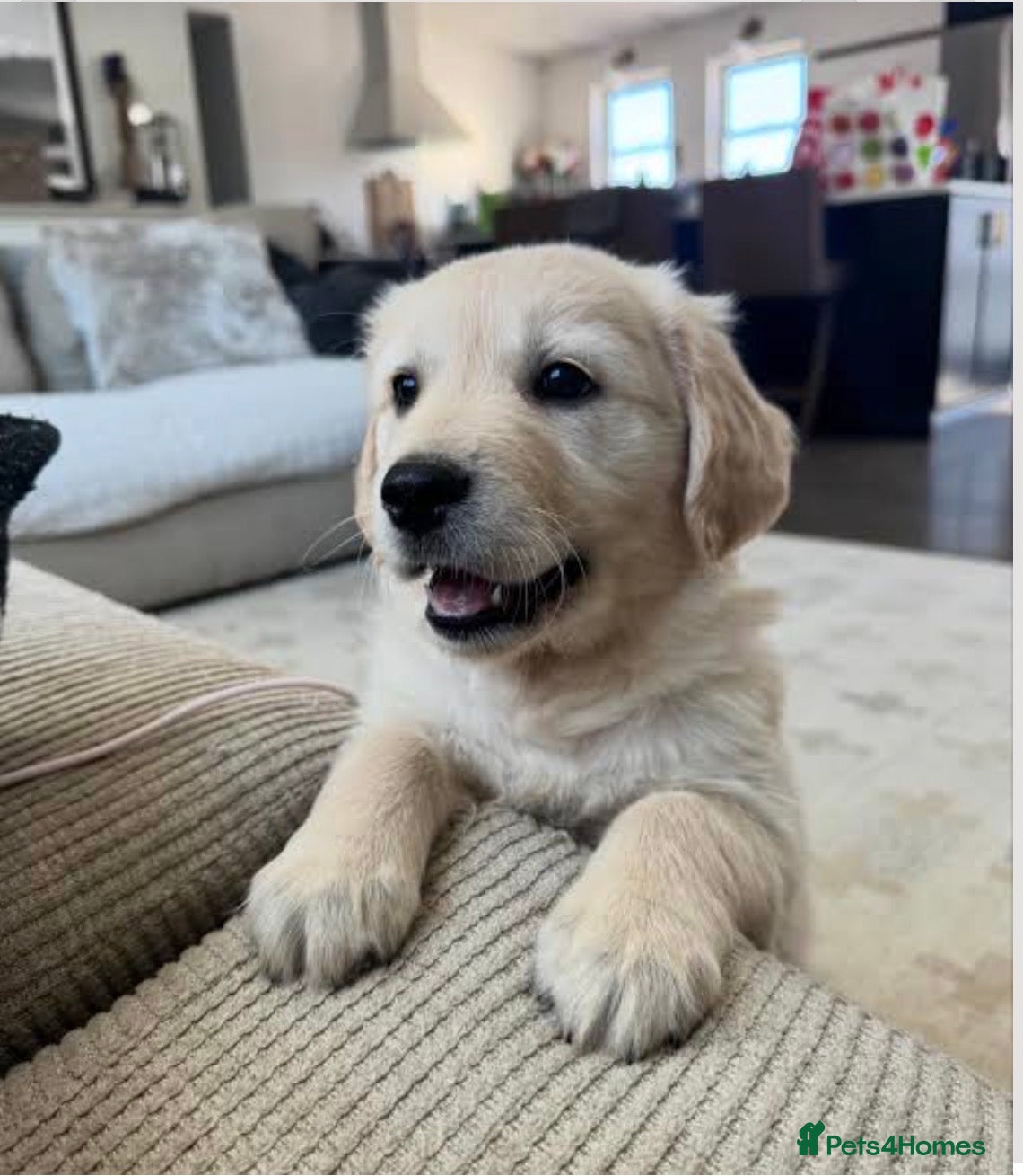 Golden Retriever dogs WANTED!  - Advert 1