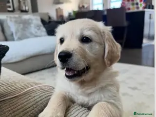 Golden Retriever dogs WANTED! - Advert 1