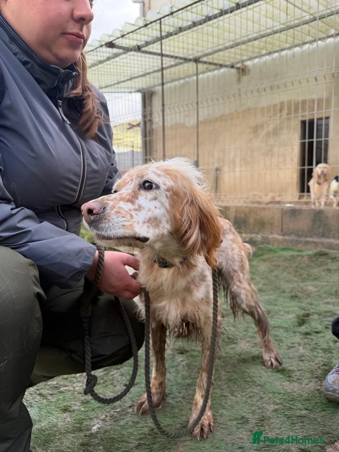 English Setter dogs for adoption: Estrella - Advert 3