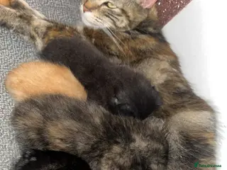 Mixed Breed cats Adorable little kittens - Advert 4