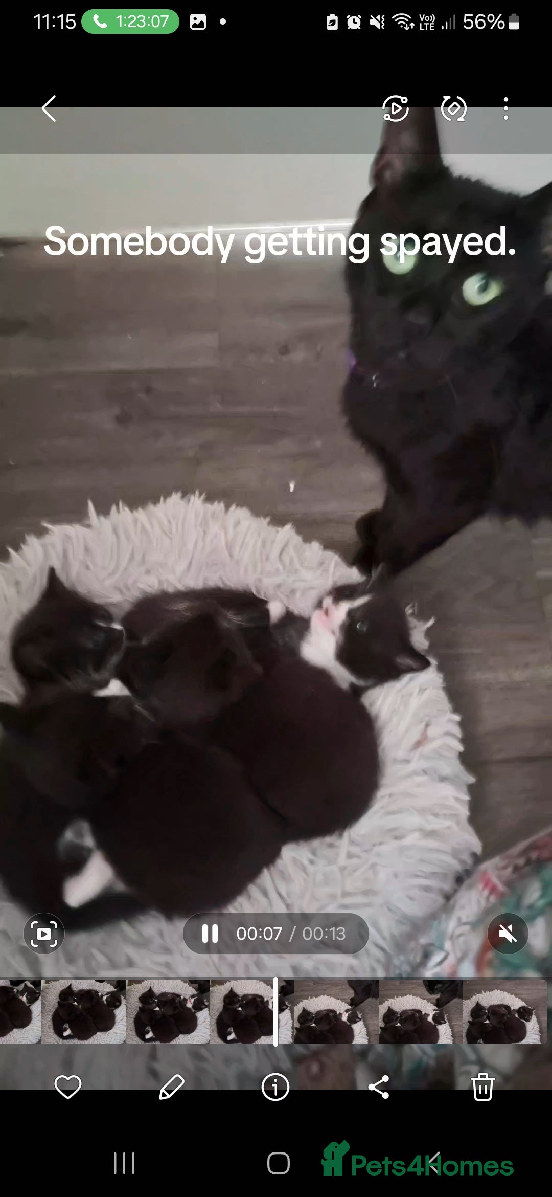 Mixed Breed cats for sale: 3 adorable black and white girls for sale. - Image 8
