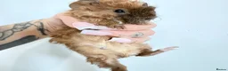 Mixed Breed rodents for sale: Male baby guinea pigs available  - Advert 9