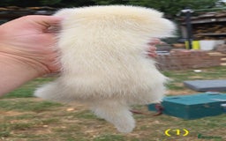 Ferret rodents for sale: Ferret kits - Image 3