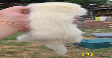 Ferret rodents - Advert 4