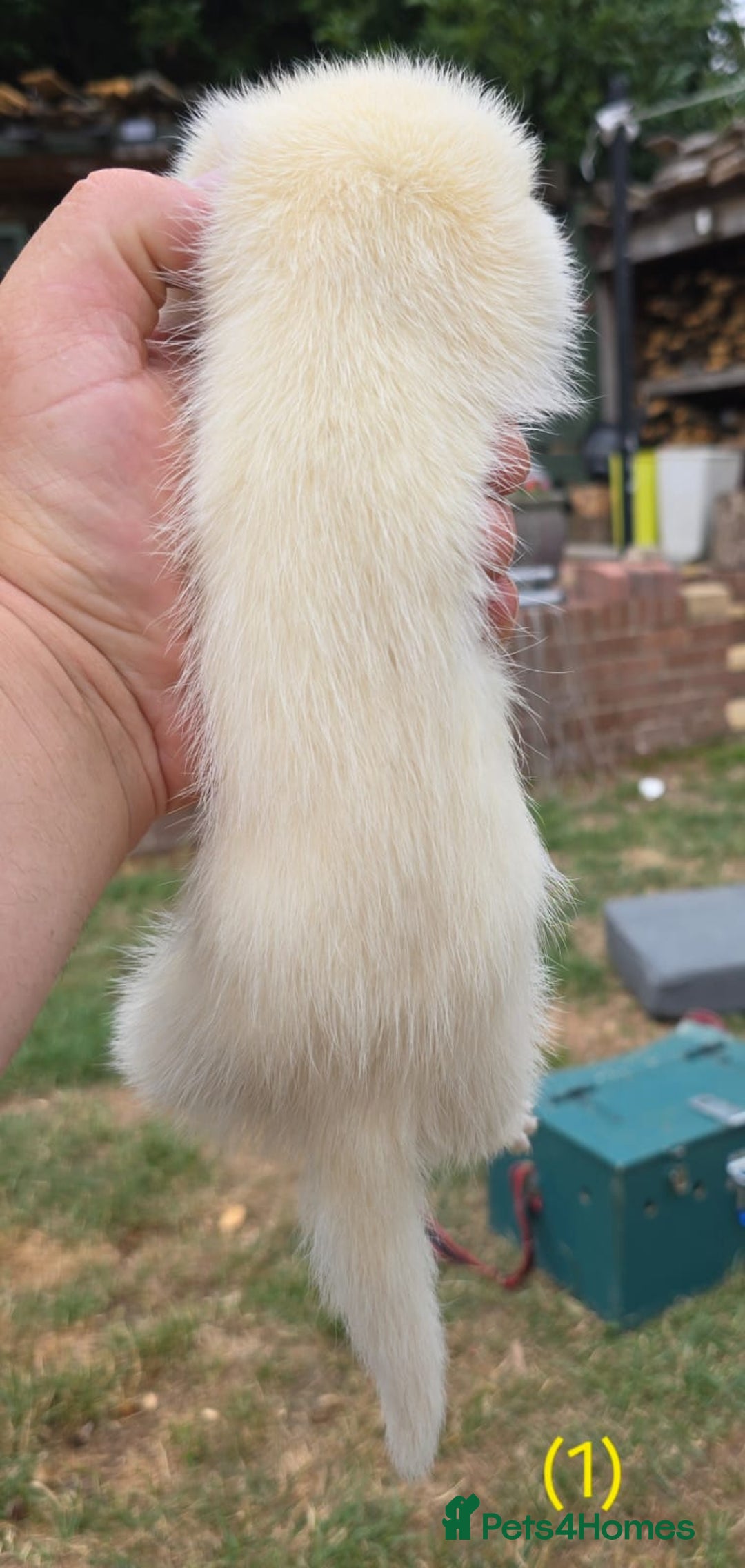 Ferret rodents for sale: Ferret kits - Image 3