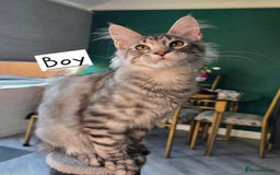 Maine Coon cats for sale: Large pedigree Tica Maine coon kittens READY  - Image 32
