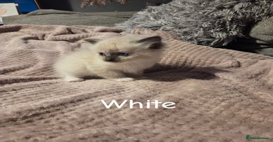 Ragdoll cats - Advert 3