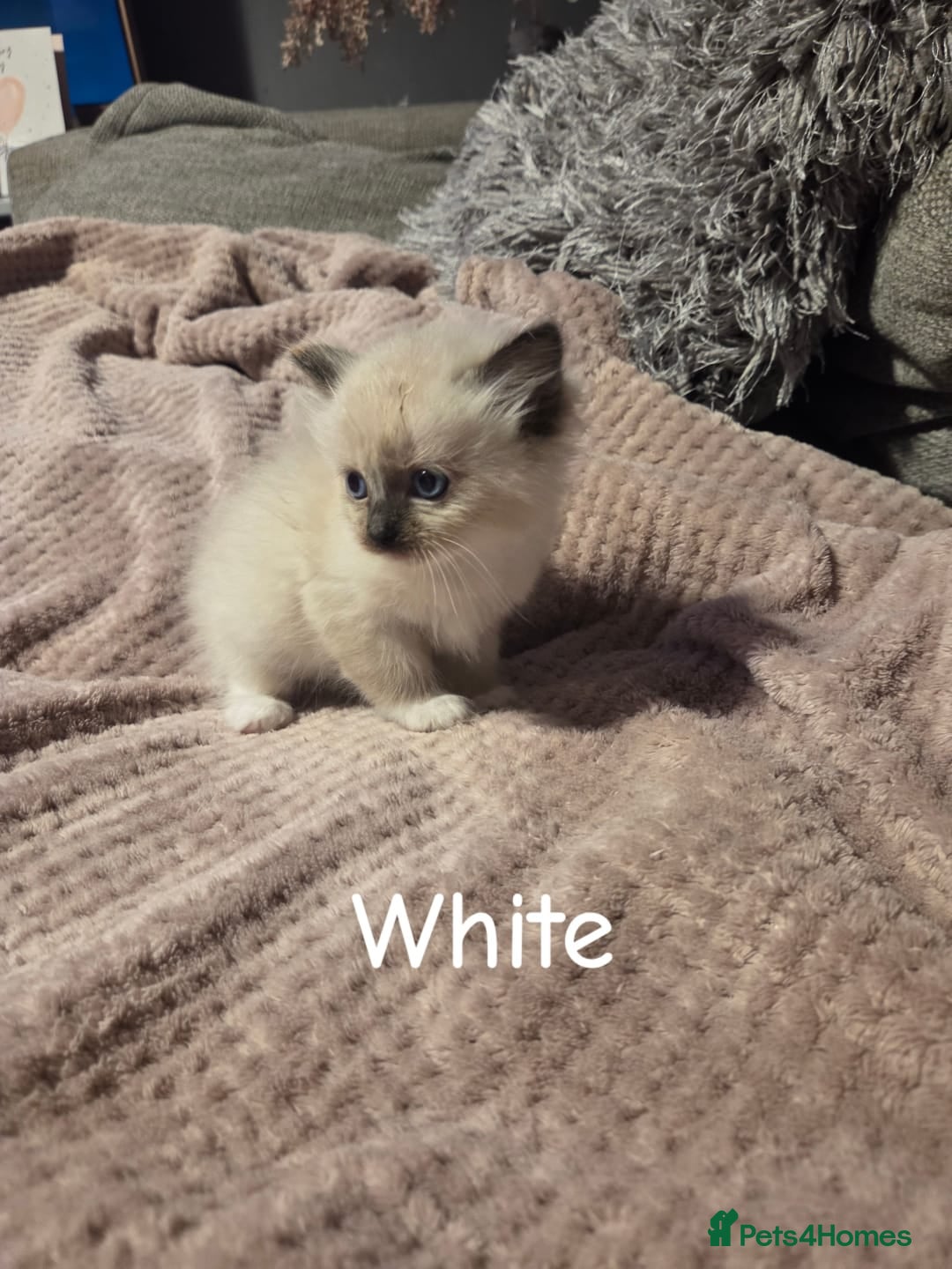 Ragdoll cats for sale: Beautiful Ragdoll Kittens - Image 3
