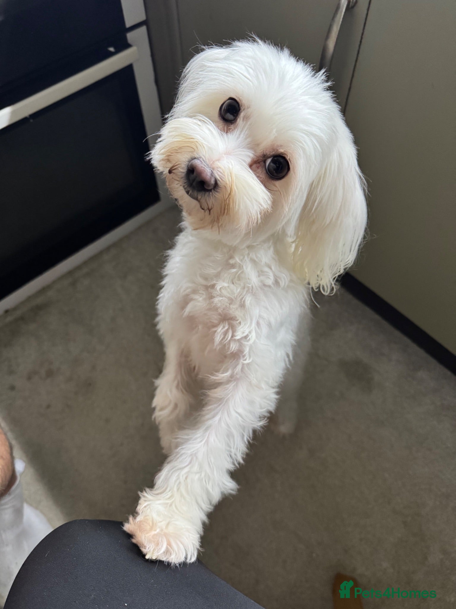 Maltese dogs 2 lovely boys for sell!! - Advert 17