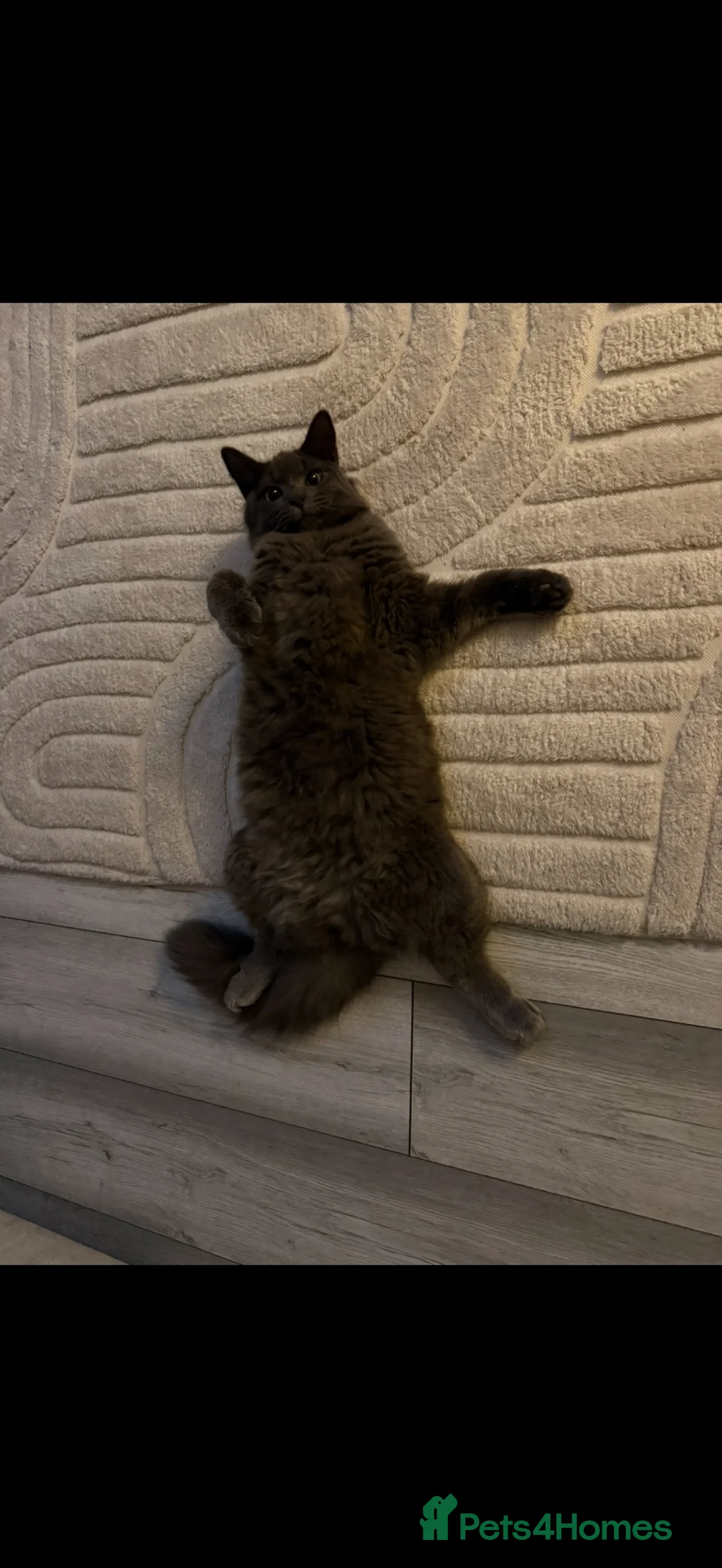 British Shorthair cats for sale: British shorthair cat for sale 8 months old  in Rugeley - Advert 2