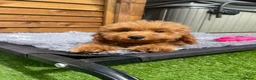 Cockapoo dogs for sale: Tiny Toy F1B Cockapoos. FULLY VAX’D! LAST 2 BOYS!! - Advert 8
