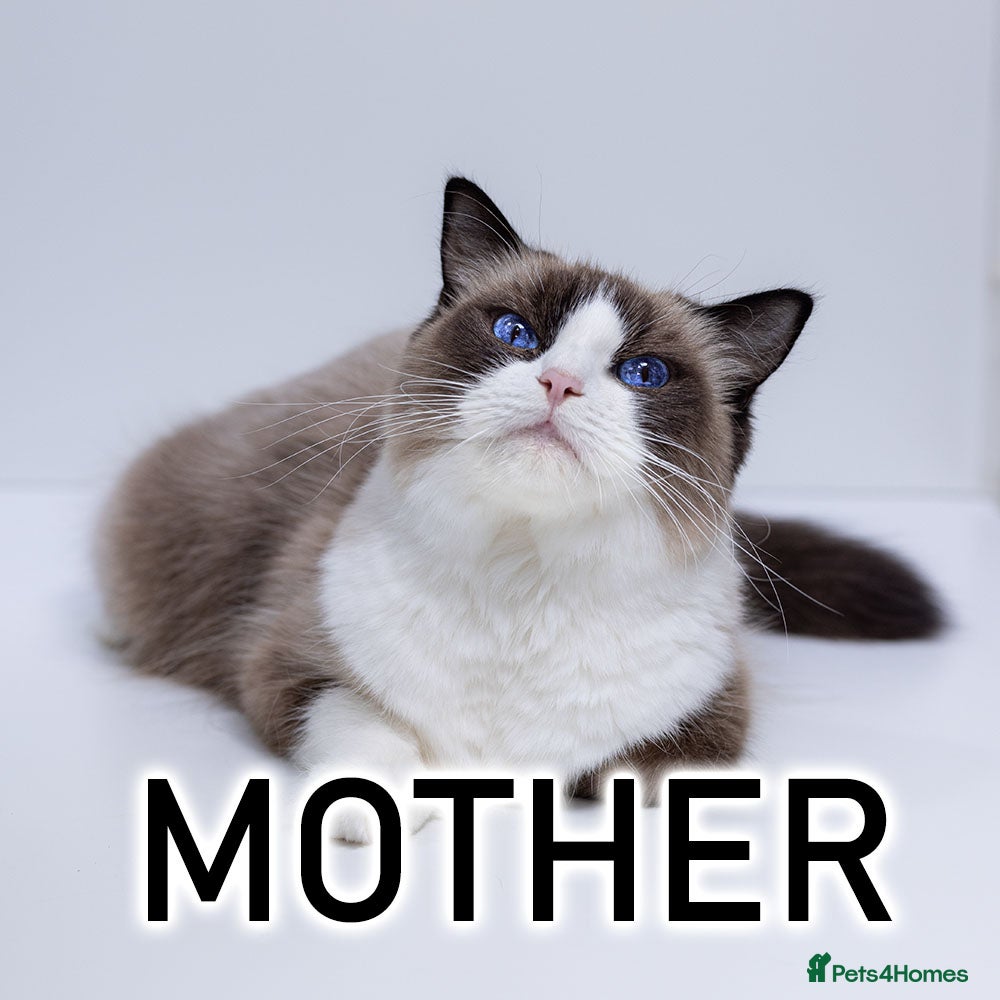 Ragdoll cats Champion Ragdoll Girl Saphire SHOW-BREED - Advert 2